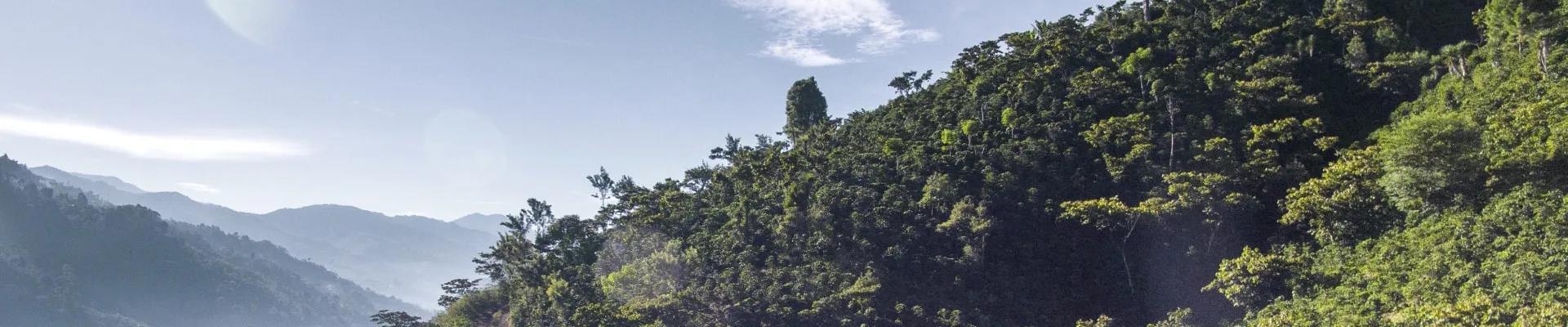 Forest hillside